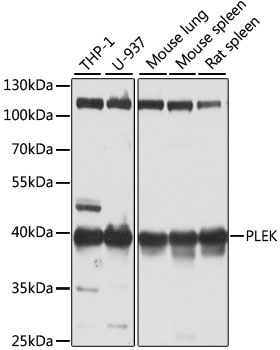 Western blot analysis of extracts of various cell lines, using PLEK antibody  at 1:1000 dilution