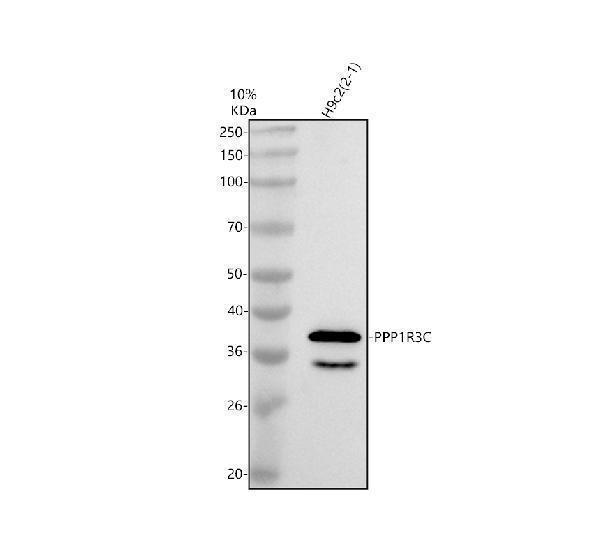 Western blot analysis of PPP1R3C using anti-PPP1R3C antibody (A06658-2)