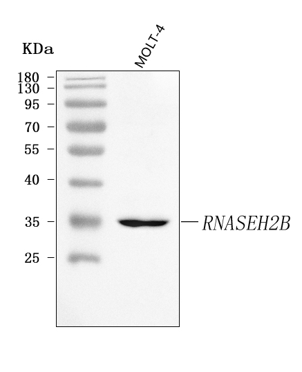 a06660 1 rnaseh2b primary antibodies wb testing 1