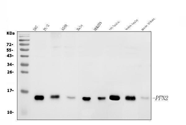 a06663 pfn2 primary antibodies wb testing 1