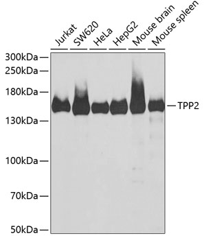 Western blot analysis of extracts of various cell lines, using TPP2 antibody  at 1:1000 dilution