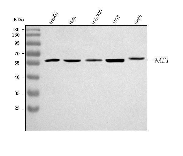  Western blot analysis of NAB1 using anti-NAB1 antibody (A06669-1)