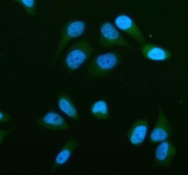 a06672 1 strn3 primary antibodies if testing 2
