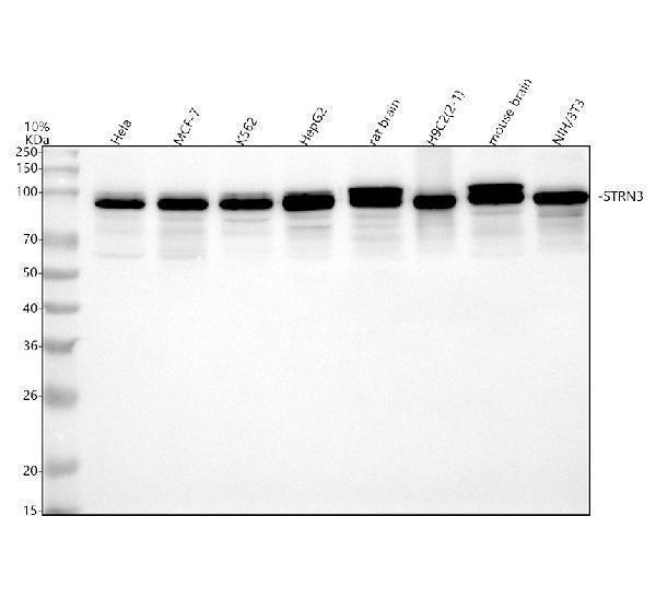 a06672 1 strn3 primary antibodies wb testing 1