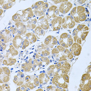 a06672 strn3 primary antiboties ihc testing 2