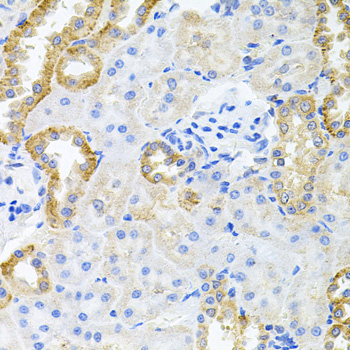 a06672 strn3 primary antiboties ihc testing 3