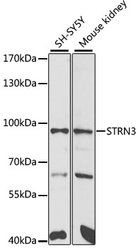 a06672 strn3 primary antiboties wb testing 1