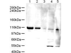 a06674 atad5 primary antibodies wb testing 1