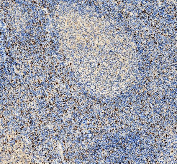 a06675 2 mnda primary antibodies ihc testing 1