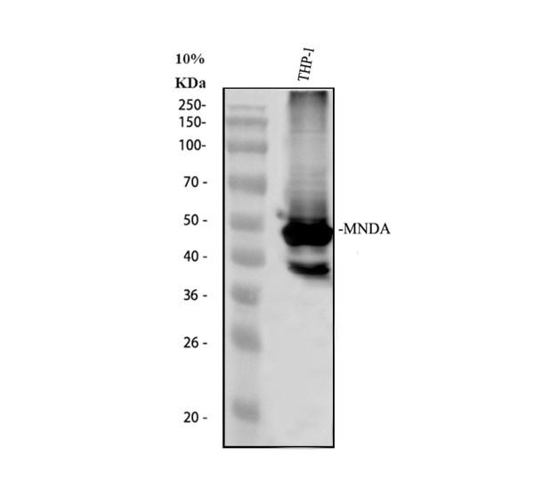 a06675 2 mnda primary antibodies wb testing 1