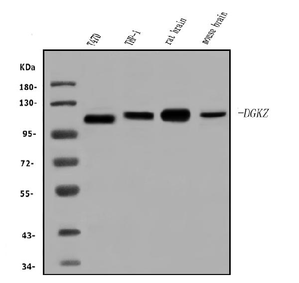 DGKZ/DGKzeta Antibody