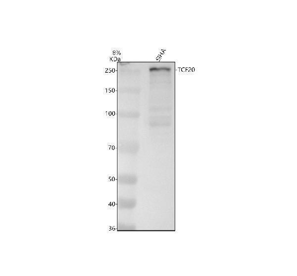 Western blot analysis of TCF20 using anti-TCF20 antibody (A06679-1)