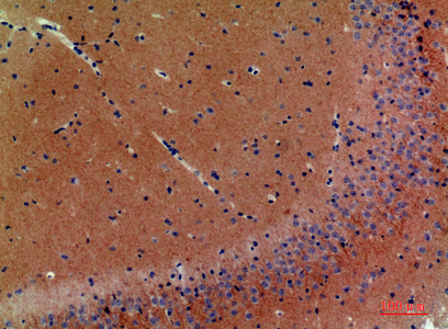 Immunohistochemical analysis of paraffin-embedded mouse-brain, antibody was diluted at 1:200
