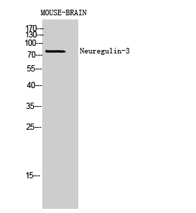 Western Blot analysis of MOUSE-BRAIN cells using Neuregulin-3 Polyclonal Antibody diluted at 1:1000