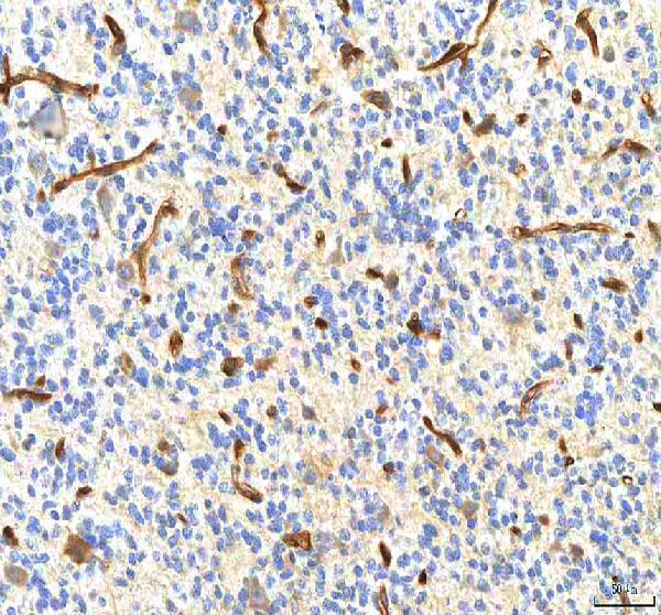 a06683 1 pdxk primary antibodies ihc testing 5