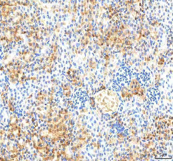 a06683 1 pdxk primary antibodies ihc testing 7