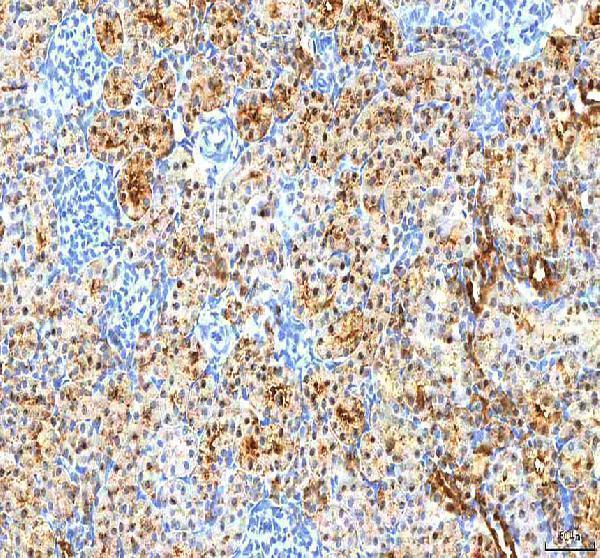 a06683 1 pdxk primary antibodies ihc testing 8
