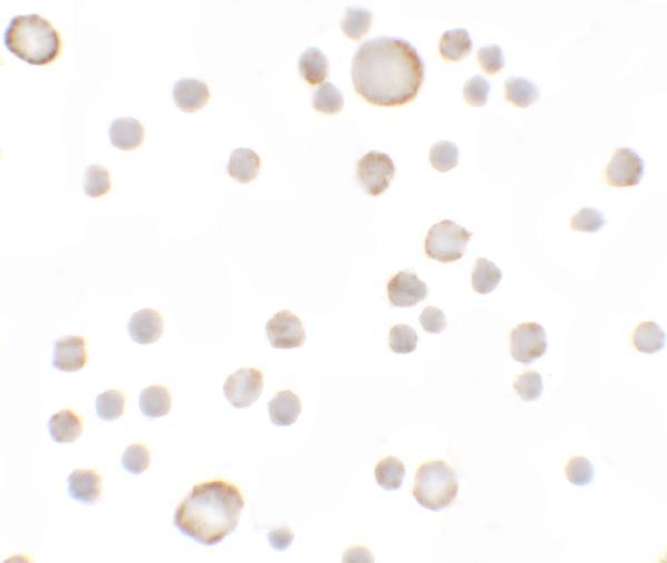 a06684 1 kal1 primary antibodies icc testing 2