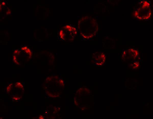 a06684 1 kal1 primary antibodies if testing 3