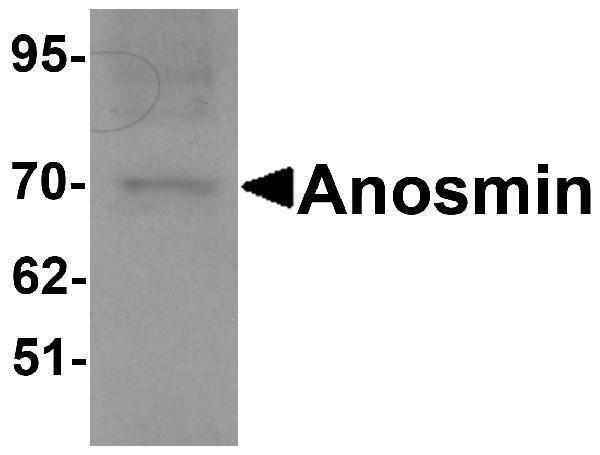 a06684 1 kal1 primary antibodies wb testing 1