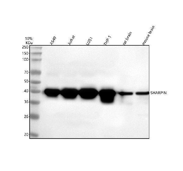  Western blot analysis of SHARPIN using anti-SHARPIN antibody (A06687-1)