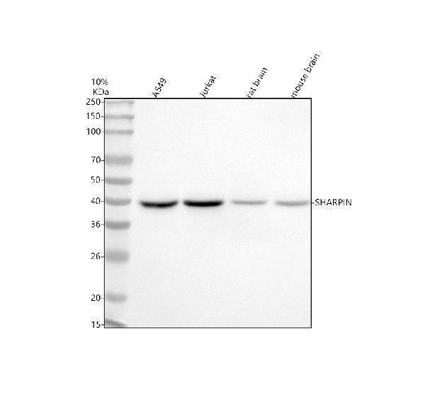  Western blot analysis of SHARPIN using anti-SHARPIN antibody (A06687-2)