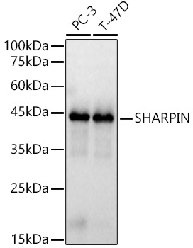 Western blot analysis of various lysates, using SHARPIN antibody  at 1:970 dilution