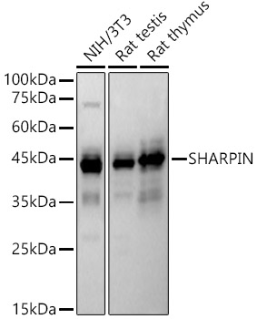 Western blot analysis of various lysates, using SHARPIN antibody  at 1:970 dilution