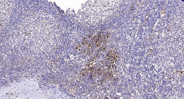 Immunohistochemical analysis of paraffin-embedded human tonsil