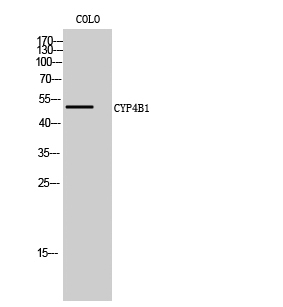 a06690 cyp4b1 primary antibodyes wb testing 1