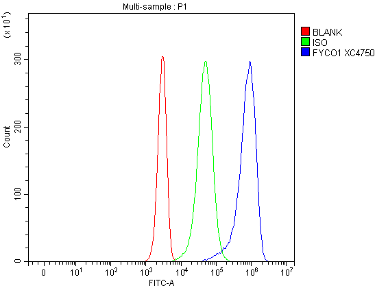  Flow Cytometry analysis of Jurkat cells using anti-FYCO1 antibody (A06691-1)