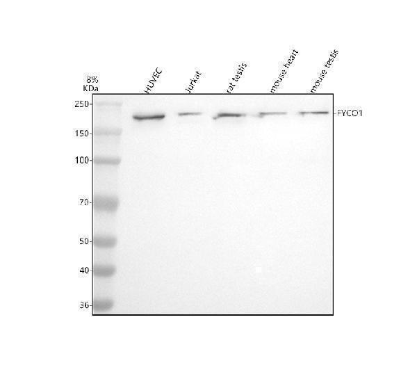  Western blot analysis of FYCO1 using anti-FYCO1 antibody (A06691-1)