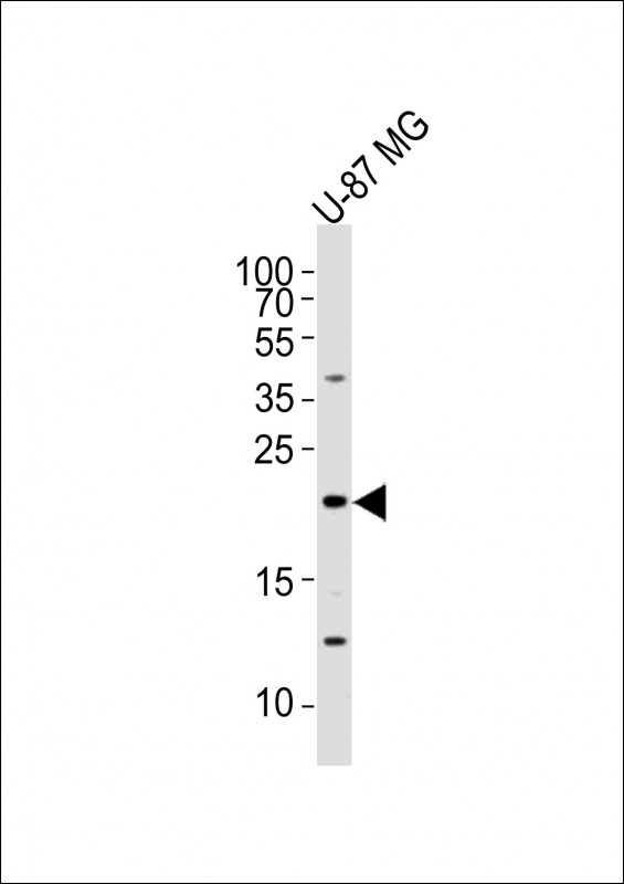 a06692 1 anti ereg antibody c term wb testing 2