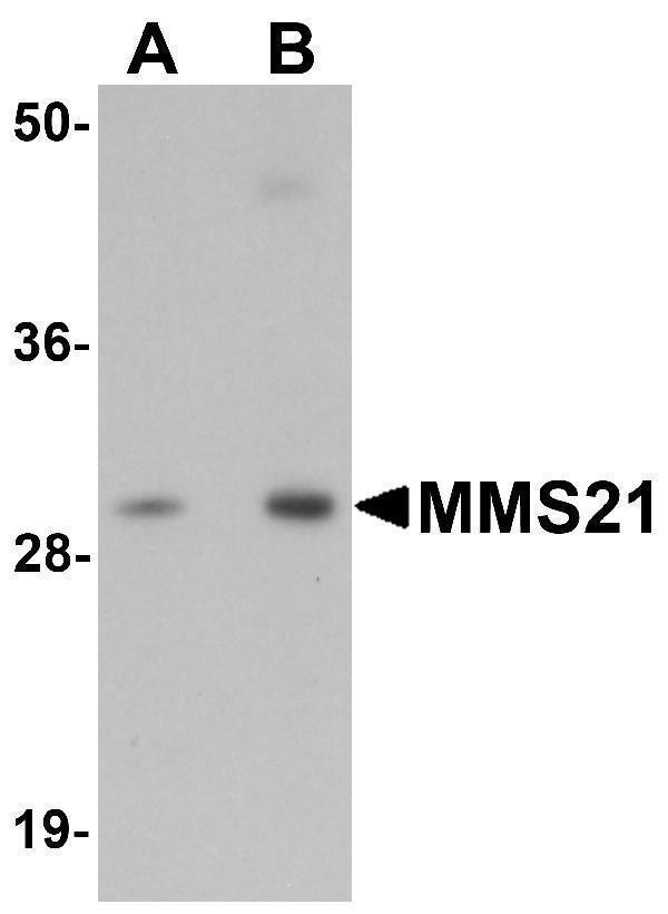 a06693 nsmce2 primary antibodies wb testing 1