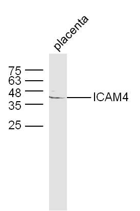 a06695 icam4 primary antiboties wb testing 1