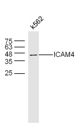 a06695 icam4 primary antiboties wb testing 3