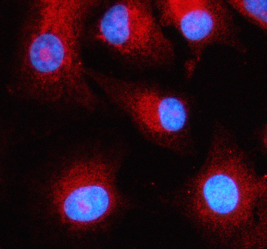 a06701 2 rpl26 primary antibodies if testing 1