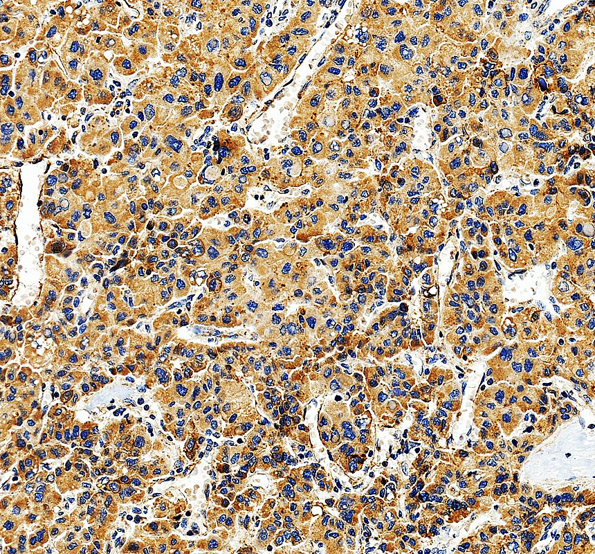 a06701 2 rpl26 primary antibodies ihc testing 3