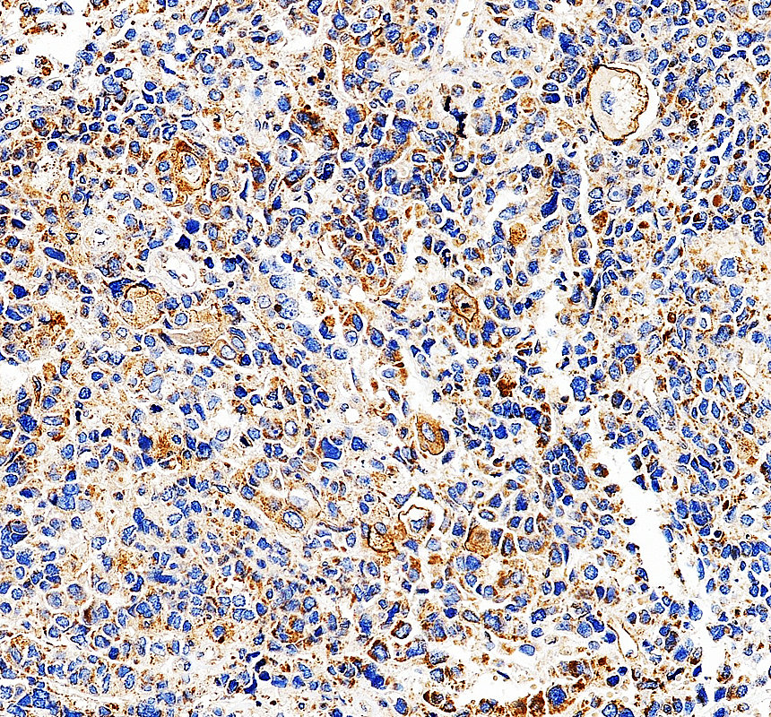 a06701 2 rpl26 primary antibodies ihc testing 4