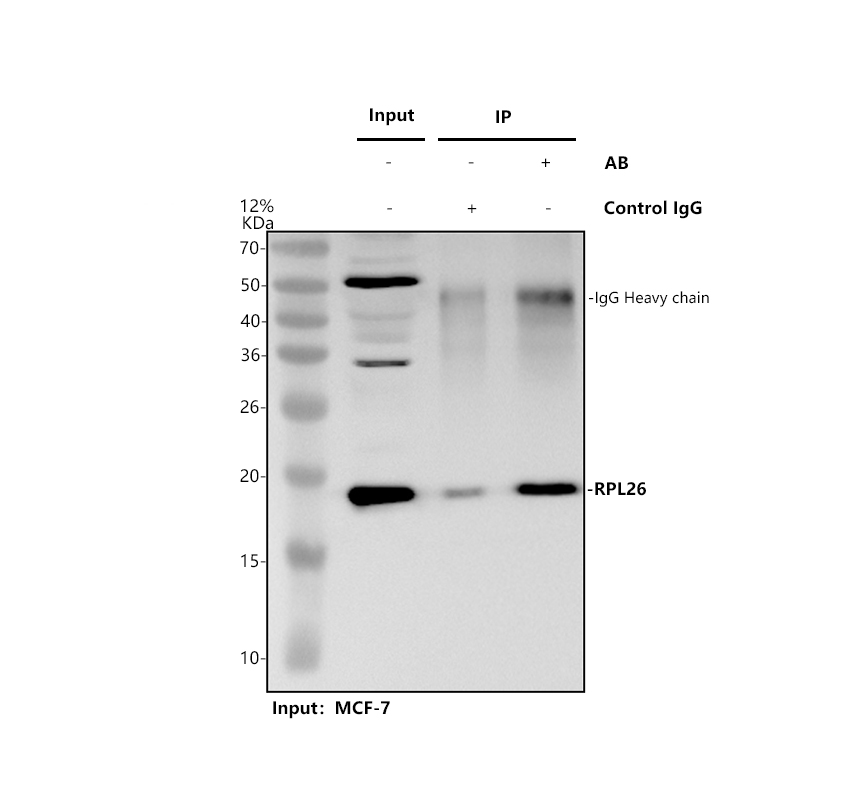 a06701 2 rpl26 primary antibodies ip testing 1