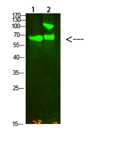 Western Blot analysis of 1, Hela 2, Mouse-kidney cells using primary antibody diluted at 1:2000 (4°C overnight)