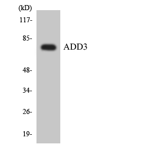 a06702 col13a1 primary antibodies wb testing 2