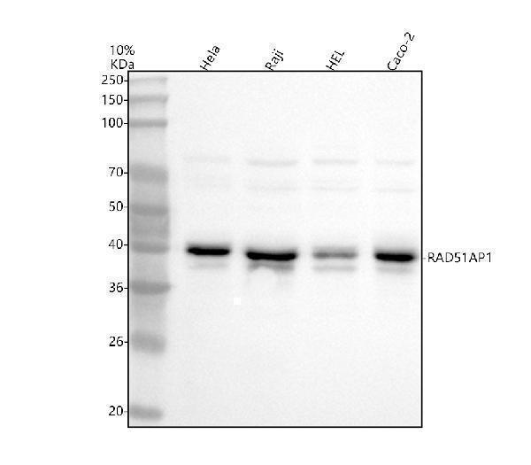  Western blot analysis of RAD51AP1 using anti-RAD51AP1 antibody (A06705-2)