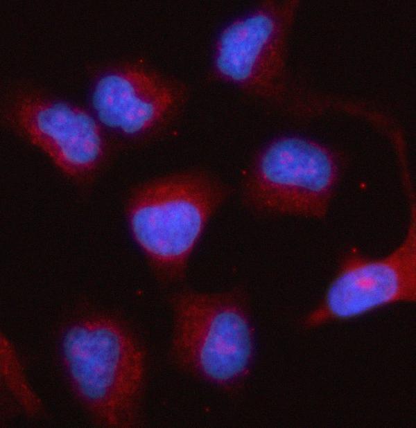 a06706 2 ptges2 primary antibodies if testing 4