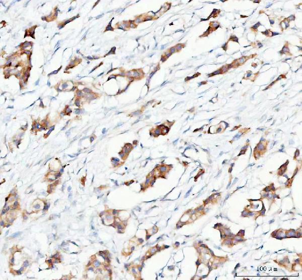  IHC analysis of PTGES2/Gbf1 using anti-PTGES2/Gbf1 antibody (A06706-2)