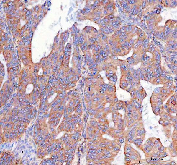  IHC analysis of PTGES2/Gbf1 using anti-PTGES2/Gbf1 antibody (A06706-2)