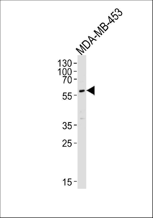 a06707 1 anti pik3r3 antibody c term wb testing 2