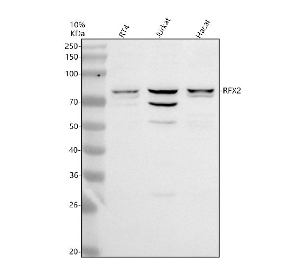 Western blot analysis of RFX2 using anti-RFX2 antibody (A06709-1)