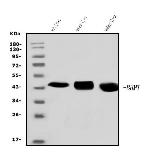  Western blot analysis of BHMT using anti-BHMT antibody (A06712-1)