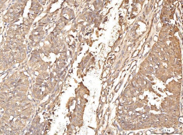  IHC analysis of BHMT using anti-BHMT antibody (A06712-2)